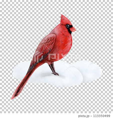 Red cardinal bird standing on snow watercolor illustration isolated on white background for Christmas and New Year holidays greeting cards, postcards and invitations Red cardinal bird standing on snow watercolor illustration isolated on white background for Christmas and New Year holidays greeting cards, postcards and invitations 113350499