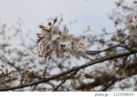 春の公園に咲くソメイヨシノの桜の花 113350634