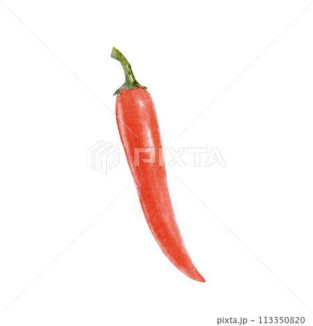 Watercolor hand drawn illustration of chili pepper. Vegetable clip art. Food ingredient. Watercolor hand drawn illustration of chili pepper. Vegetable clip art. Food ingredient. 113350820