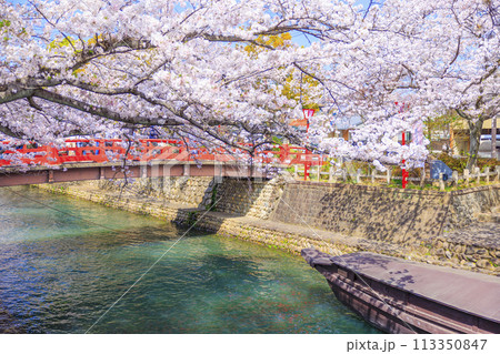 満開の水門川の桜【岐阜県大垣市】 満開の水門川の桜【岐阜県大垣市】 113350847