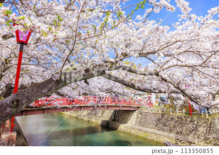 満開の水門川の桜【岐阜県大垣市】 113350855
