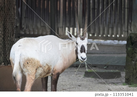 アラビアオリックス 113351041