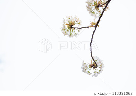 春の陽光を浴びて色とりどりに輝く桜の花たち 春の陽光を浴びて色とりどりに輝く桜の花たち 113351068