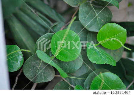 Coccoloba uvifera ,Sea grape or POLYGONACEAE Coccoloba uvifera ,Sea grape or POLYGONACEAE 113351464
