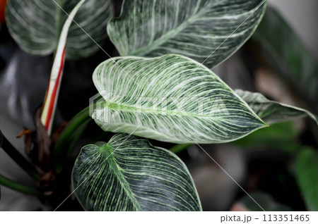 Philodendron , Philodendron birkin or bicolor plant 113351465