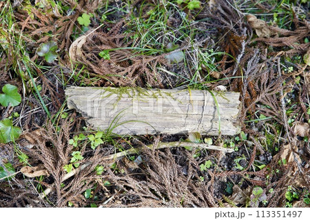 朽ちた木片 113351497