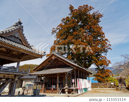 かしも大杉地蔵尊と国指定天然記念物加子母大杉 113351514