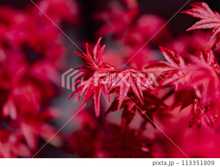 出猩々もみじ 出猩々もみじ 113351809