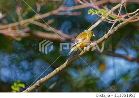 枝に止まるアトリ科カワラヒワ 枝に止まるアトリ科カワラヒワ 113351953
