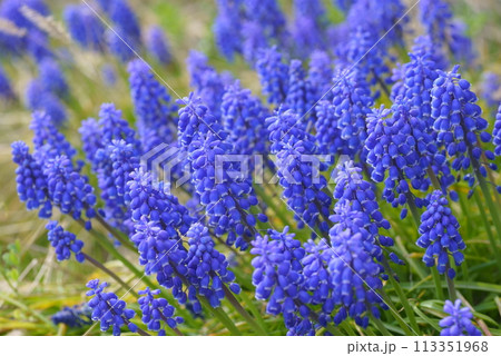 ムスカリの群生 113351968