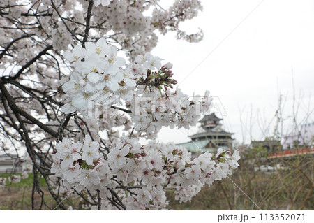 桜と清須城 113352071
