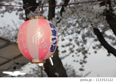 桜祭り提灯 113352122