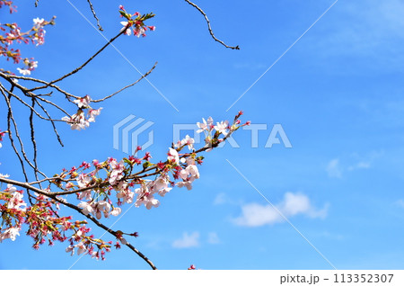 サクラ　満開 113352307