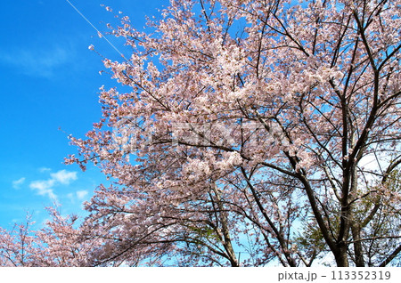サクラ　満開 113352319