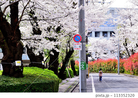 東京 渋谷区玉川上水跡　桜クローズアップの風景 113352320