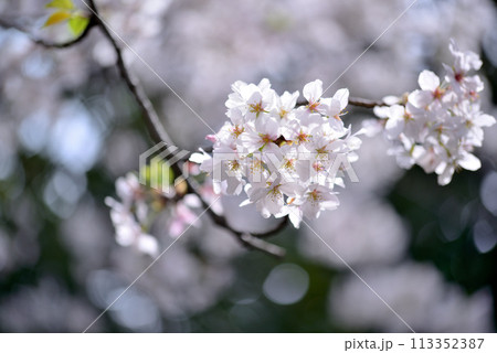東京 渋谷区玉川上水跡　桜クローズアップの風景 113352387