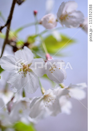 東京 渋谷区玉川上水跡　桜クローズアップの風景 113352388