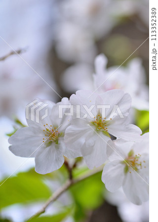 東京 渋谷区玉川上水跡　桜クローズアップの風景 113352389