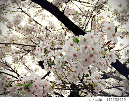 日本の桜 満開 美しい風景 植物 日本の桜 満開 美しい風景 植物 113352439