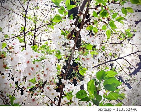 日本の桜　満開　美しい風景　植物 113352440