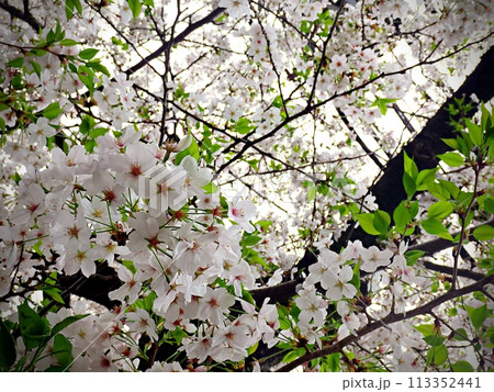 日本の桜 満開 美しい風景 植物 日本の桜 満開 美しい風景 植物 113352441