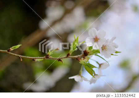 東京 渋谷区玉川上水跡 桜クローズアップの風景 東京 渋谷区玉川上水跡 桜クローズアップの風景 113352442