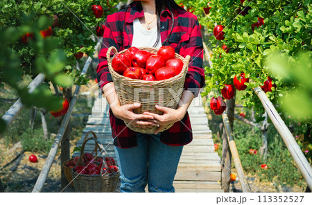 Gardener's concept of fruit of the apple orchard 113352527