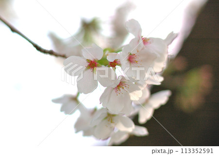 ザクラの花 ザクラの花 113352591