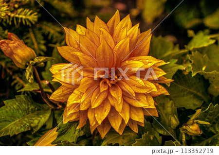 Deep yellow Dahia with water drops background wallpaper  113352719