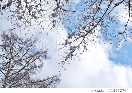 雪景色 樹林 雪景色 樹林 113352764