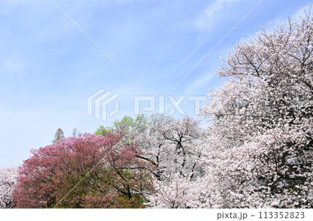 満開になった桜 満開になった桜 113352823