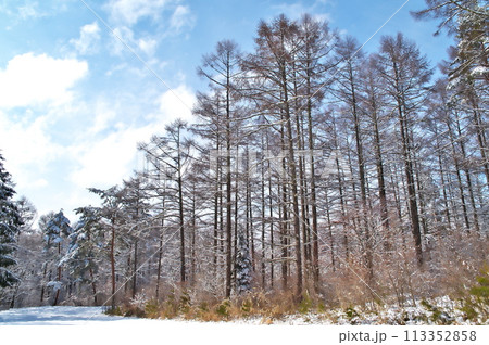 雪景色 樹林 雪景色 樹林 113352858