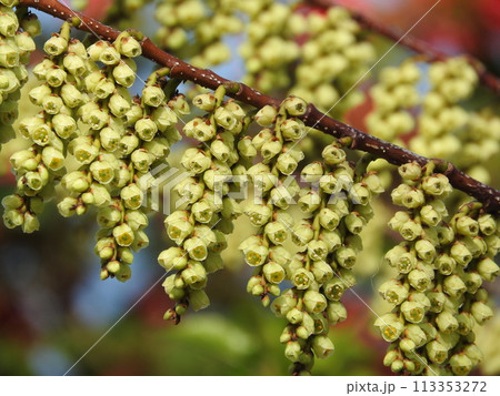 満開のキブシ（木五倍子）の花：雄花 113353272