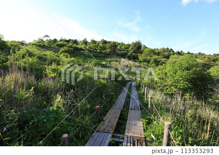 夏の八島湿原 夏の八島湿原 113353293