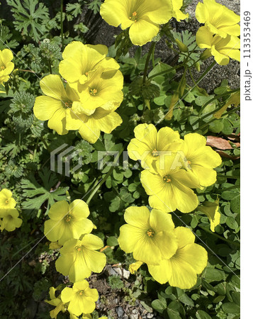 オオキバナカタバミ 113353469