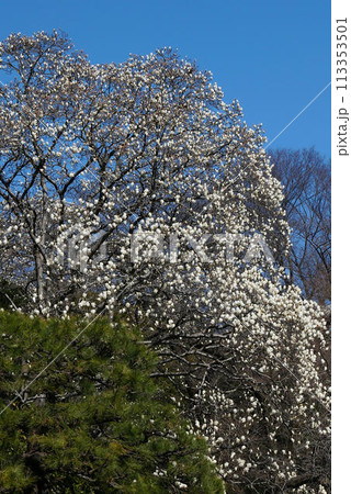 白い桜 113353501