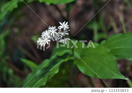 ユキザサ 花 ユキザサ 花 113353653