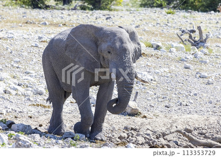 Picture of an elephant in Etosha National Park in Namibia during the day 113353729