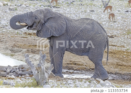 Picture of an elephant in Etosha National Park in Namibia during the day Picture of an elephant in Etosha National Park in Namibia during the day 113353734
