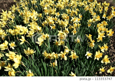 水仙 花 水仙 花 113353747