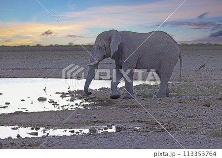Picture of an drinking elephant at a waterhole in Etosha National Park in Namibia during the day 113353764