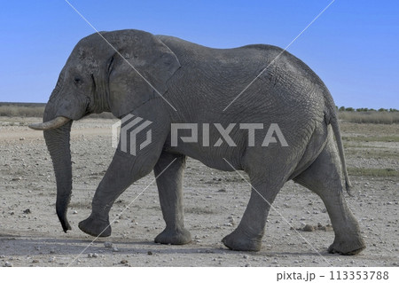 Picture of an elephant in Etosha National Park in Namibia during the day 113353788