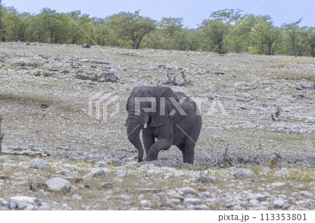 Picture of an elephant in Etosha National Park in Namibia during the day Picture of an elephant in Etosha National Park in Namibia during the day 113353801