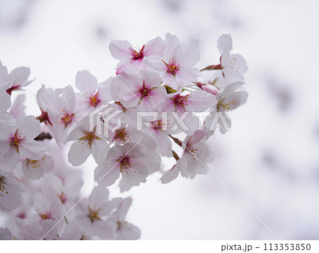 日本の春の美しい桜 日本の春の美しい桜 113353850