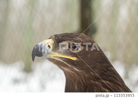 The steppe eagle (Aquila nipalensis) up to close. The steppe eagle (Aquila nipalensis) up to close. 113353955