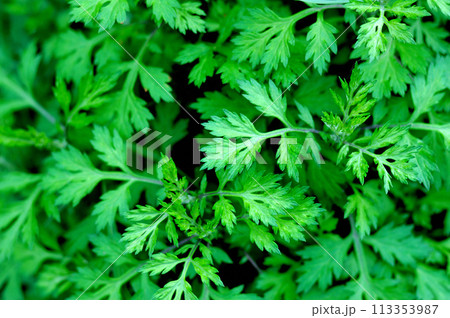 ヨモギの葉 ヨモギの葉 113353987