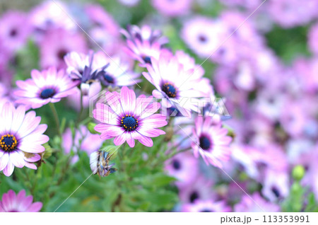 ヒナギクの花 ヒナギクの花 113353991