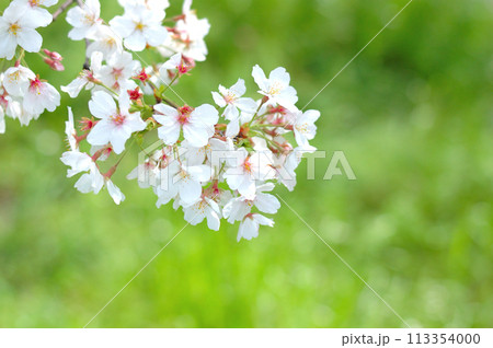 桜の花 桜の花 113354000