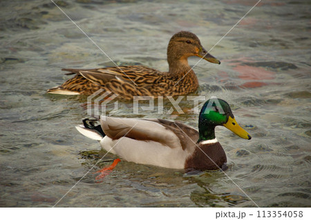 A mating pair of Mallard ducks on river featuring the drake out front. A mating pair of Mallard ducks on river featuring the drake out front. 113354058