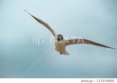 Black-headed Gull (Larus ridibundus) in flight. 113354068